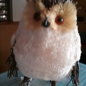 Owl needs a home!